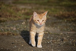 猫,小猫,年轻的猫