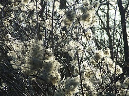鐵線蓮,teufelszwirn,林夢
