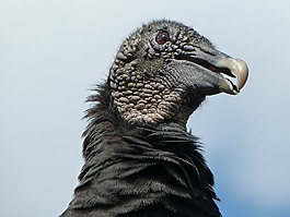 鳥,兀鷲,美國