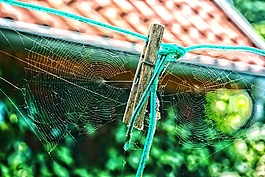 蜘蛛网,衣夹,时间
