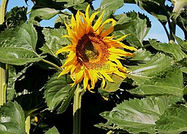 太陽(yáng)花,向日葵的字段,詳細(xì)
