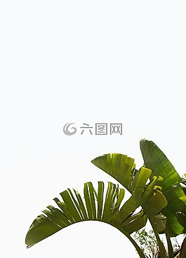 棕櫚,廠,綠色