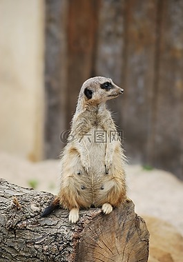 動物,野生動物,哺乳動物
