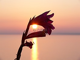 開(kāi)花,日落,蚊子