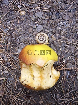 蝸牛,蘋果,在啃