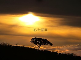 景觀,樹,神秘