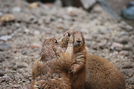 動物,野生動物,動物群