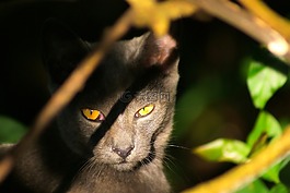 貓,野生,貓科動物