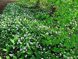 鲜花,森林,夏天