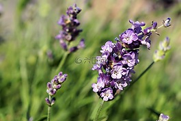 花,開花,紫