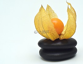 酸漿,水果,漿果