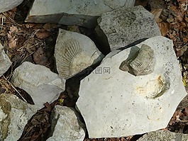 石頭,石灰,化石