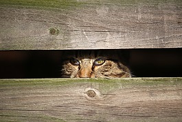 猫,小猫,年轻的猫