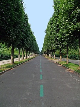 大道,林蔭大道,路