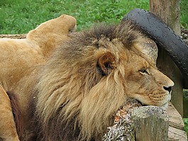 獅子,貓科動物,野生