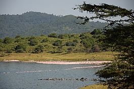 坦桑尼亞,阿魯沙np,momela