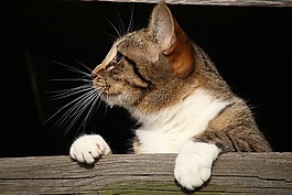 猫,小猫,年轻的猫