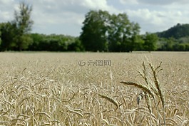 麥田,景觀,夏季