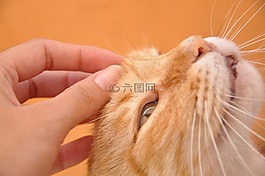 猫,琳达,加