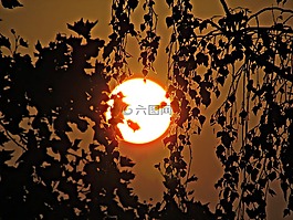 太陽,樹,西