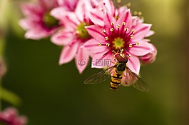 hoverfly,houseleek,花园