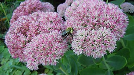 大黃蜂,蜜蜂,花
