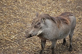 野豬,哺乳動物,野生動物