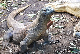 爬行動物,科莫多龍,野生動物