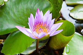蓮花,紫蓮花,粉紅色的荷花