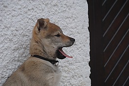 狗,小狗,動物