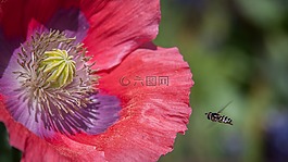 自然,蜜蜂,花粉