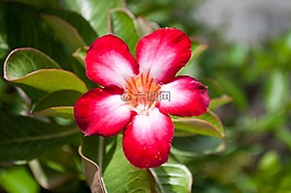 花,被邀请参观。,红色的花朵