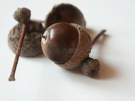 橡子,布朗,秋季