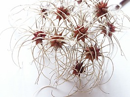 野生花卉,紅色水果,秋季