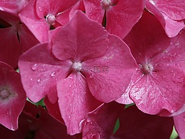 八仙花,粉紅色,秋季