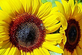 太陽花,花,開花