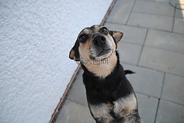 狗,動物,可愛