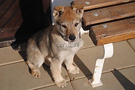 狗,小狗,動物