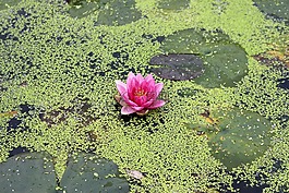 水百合,花,百合