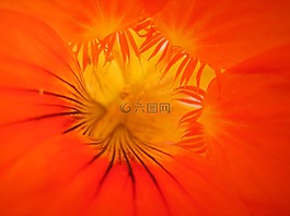 焊菜屬的植物,橙,紅色