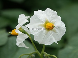 馬鈴薯開花,白,綠色