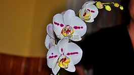 蘭花,花卉,白