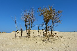 沙丘,海,海灘