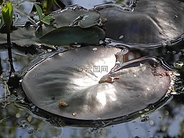 莉莉垫,阳光,关闭