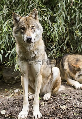 狼,犬紅斑狼瘡,歐洲狼