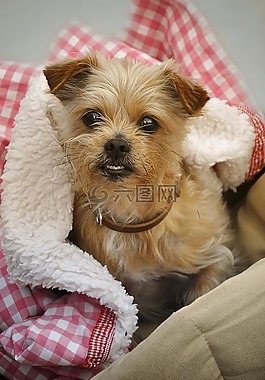 yorki,狗,約克夏犬