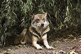 狼,犬紅斑狼瘡,歐洲狼