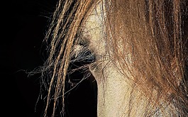 馬,看看,小馬