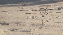 雪,樹,軌道