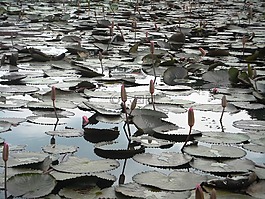 蓮花,鮮花,水